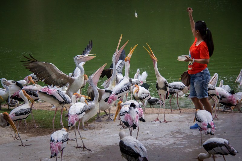 카오키여우 동물원 반일투어