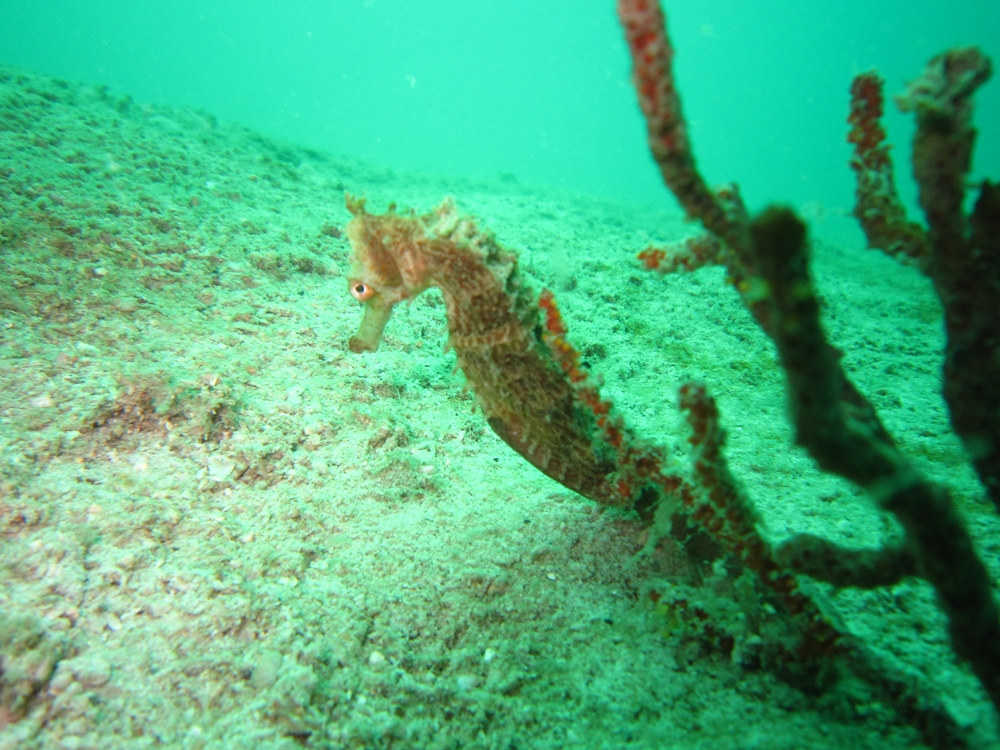 파타야 스쿠버 다이빙 일일투어